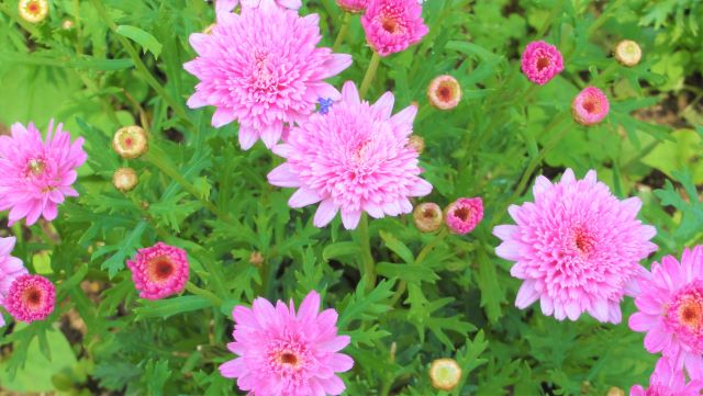 活発に、元気よく🌸🐝