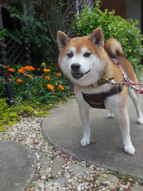 ここ数日柴犬ちゃんが来てくれています！