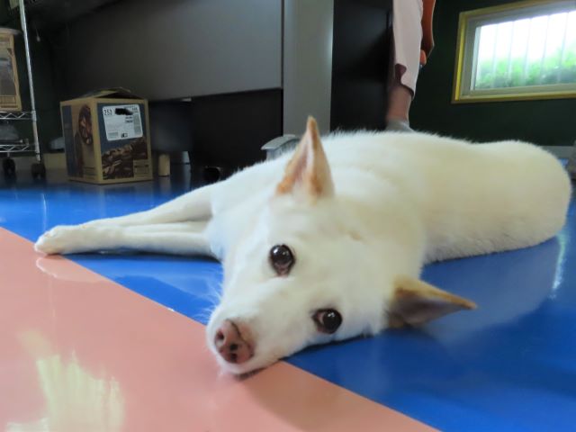 特等席