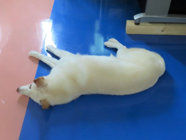 寝ているシロちゃん