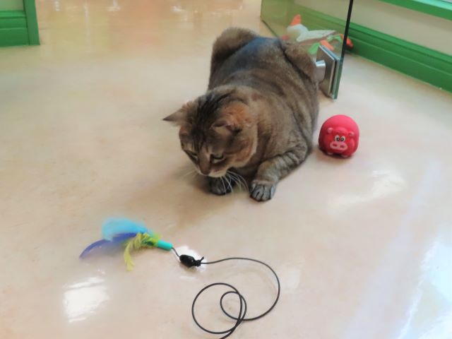 ネコジャラシを狙うおきくちゃん
