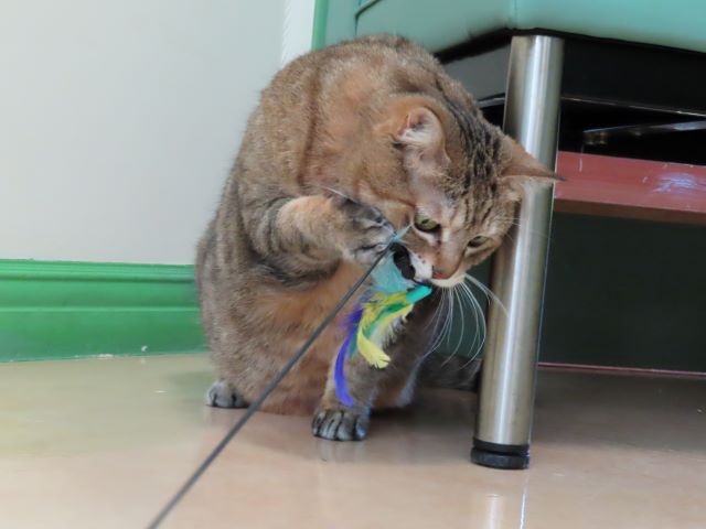 おきくちゃん