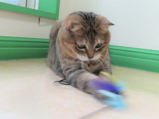 ネコジャラシにネコパンチするおきくちゃん