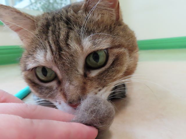 おきくちゃんと毛玉