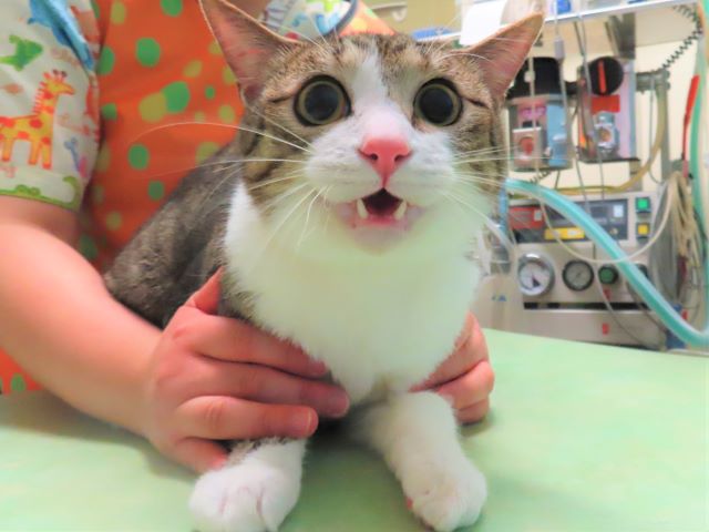 SPのボル