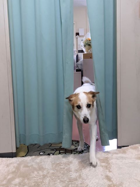 器用