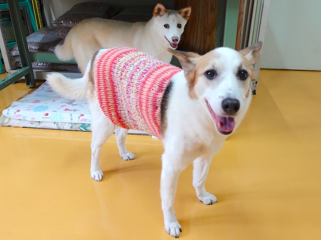 笑顔のルーサーとシロ