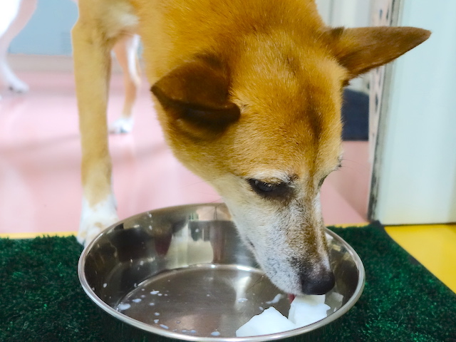 食べる水