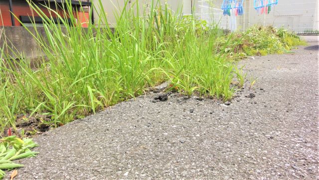 院内清掃