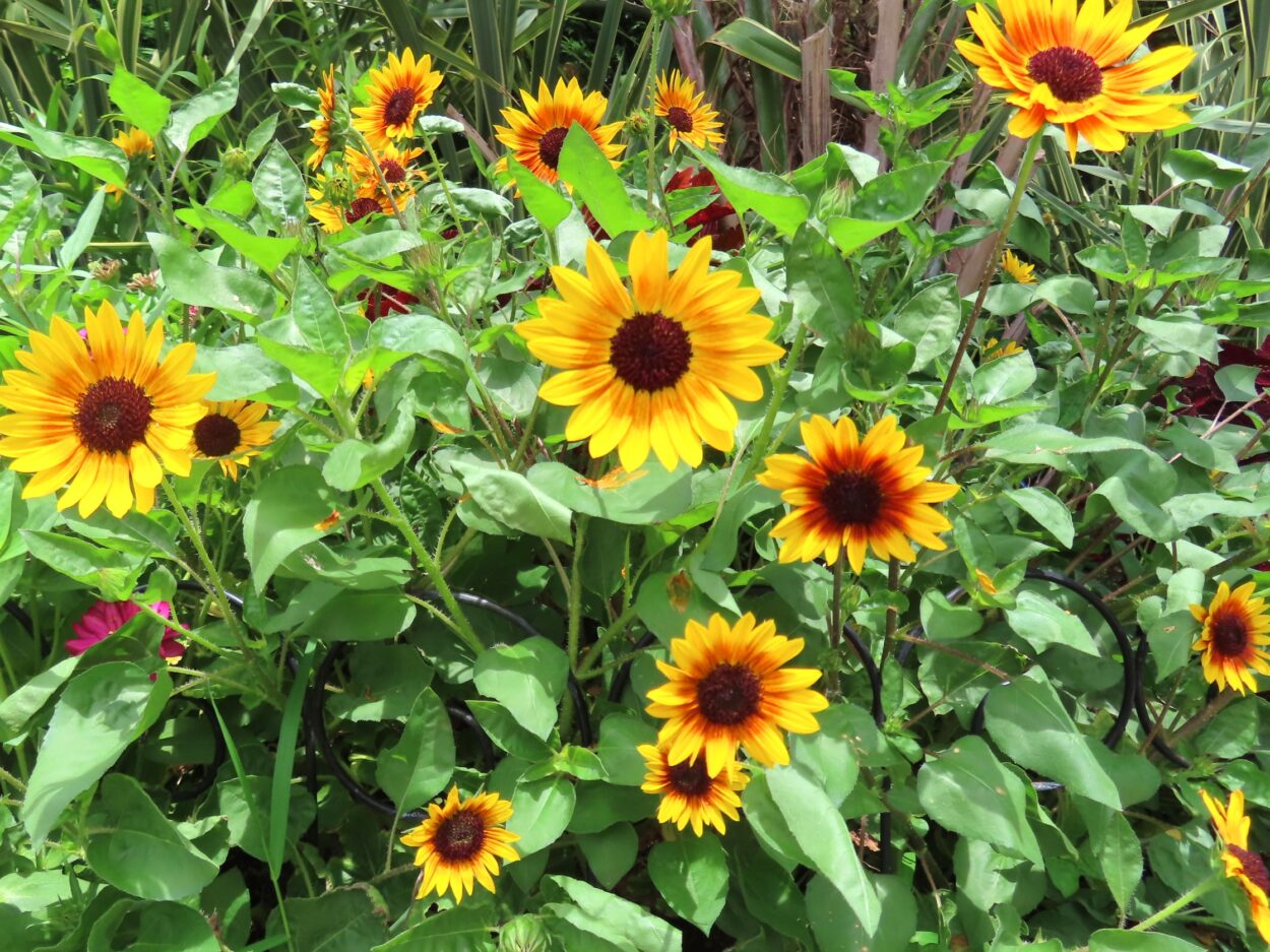 夏の花