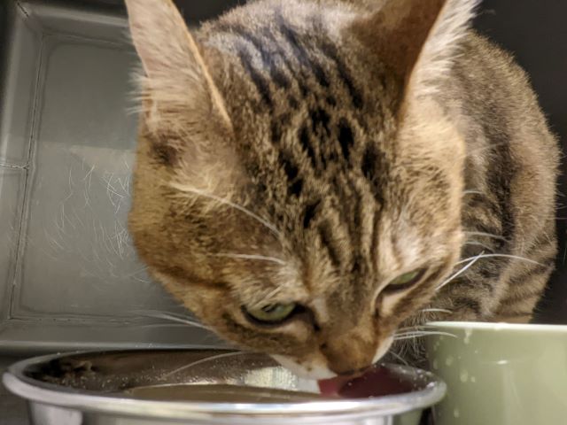 水を飲むおきくちゃん