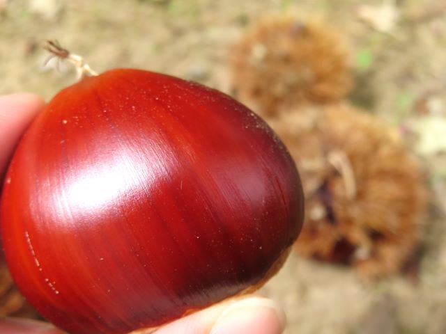 秋といえば…🌰