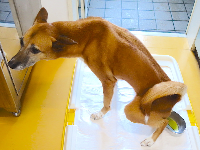 トイレ中のロイス