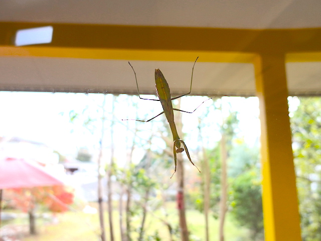 カマキリちゃん