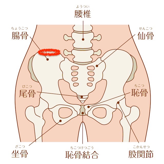 骨盤の解剖図